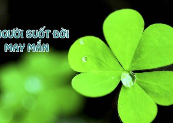 Cỏ ba lá may mắn