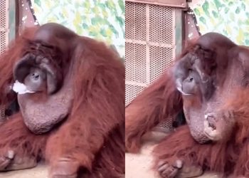 Đười ươi hút thuốc